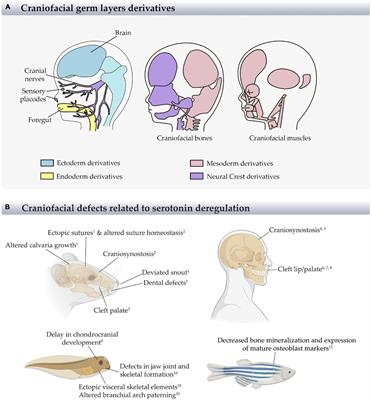 Depression and Antidepressants During Pregnancy: Craniofacial Defects Due to Stem/Progenitor Cell Deregulation Mediated by Serotonin